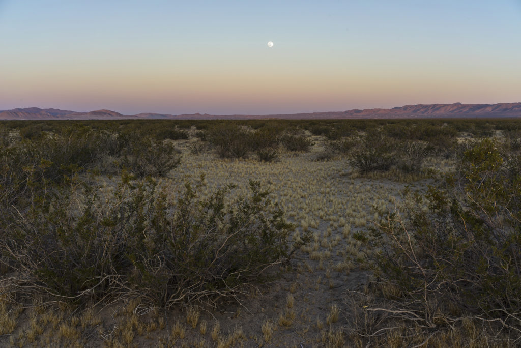 A desert landscape at dusk. The moon can be seen over the horizon in the distance and brush and small plants are growing on the desert floor.