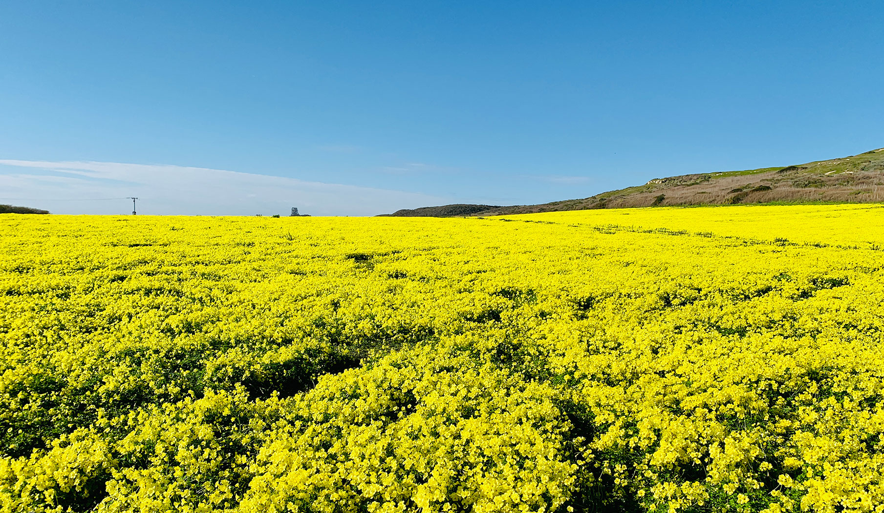 buttercup-flowers-santa-cruz