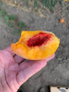 A hand holds a half-eaten peach.