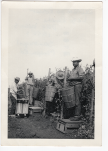 A group of workers picking green beans at the Rosser-Lazo ranch on San Miguel Canyon Road (c. the 1950s).