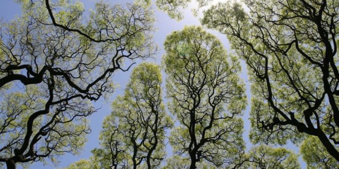 Some trees form interesting patterns based on a phenomenon known as crown shyness.