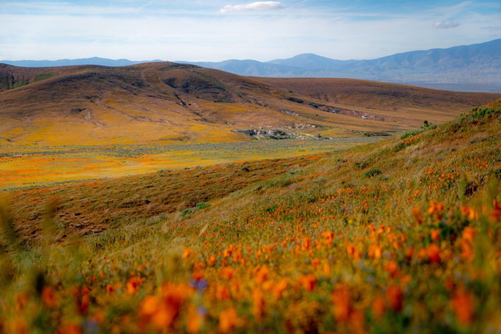 Image: Antelope Valley Poppy Preserve Lancaster, CA by Steve Wiesner