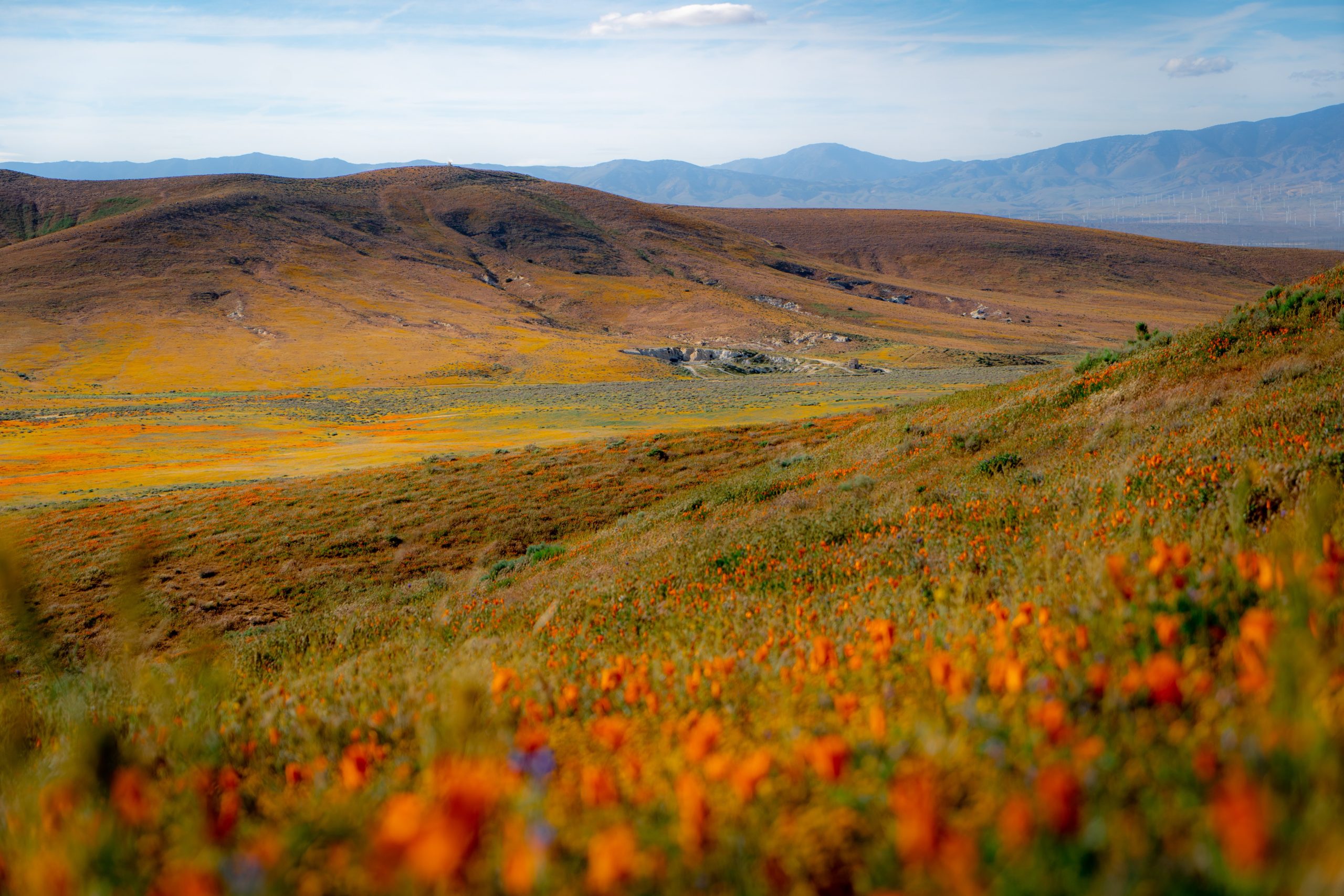 Image: Antelope Valley Poppy Preserve Lancaster, CA by Steve Wiesner