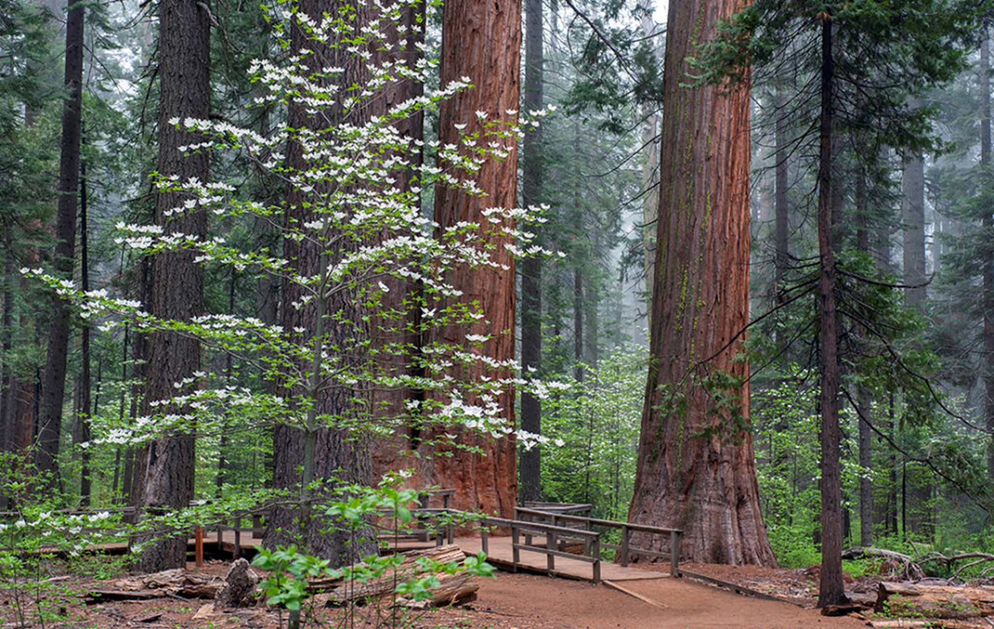 Photograph of a forest showing the trunks of big redwood trees.